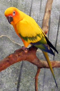 Aurinkoaratti