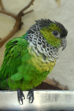 Inka-aratti