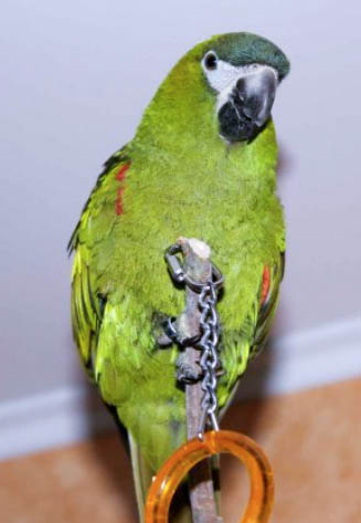 Pikkuara