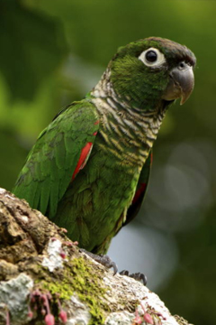 Negrosinaratti