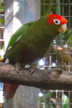 Punalakkiaratti 
