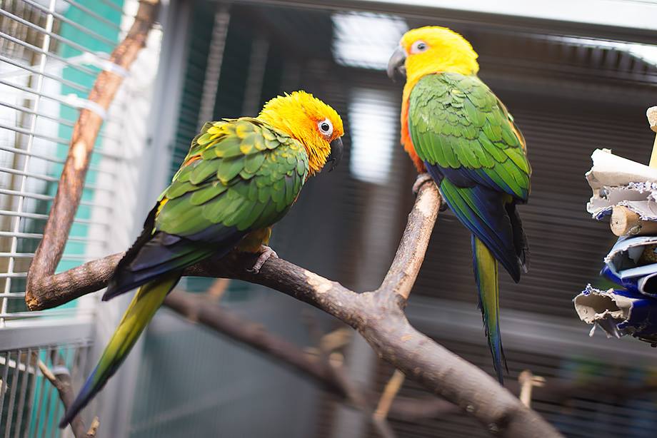 Valot