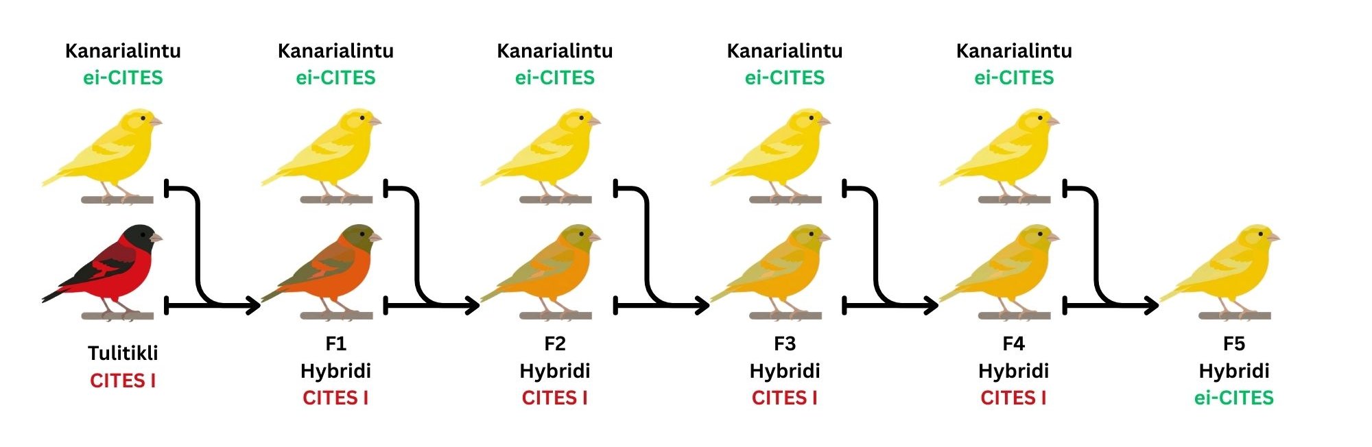“Kuvituskuva