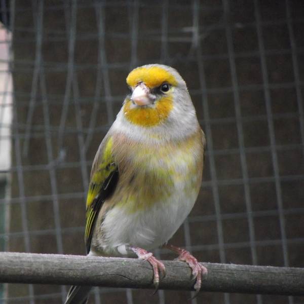 Tiklihybridi"/