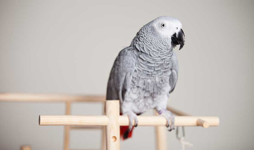 Puhuva papukaija